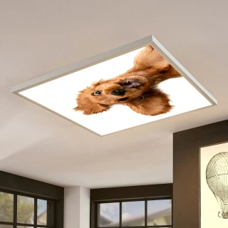 Dětské LED stropní svítidlo ORTUS - motiv pes